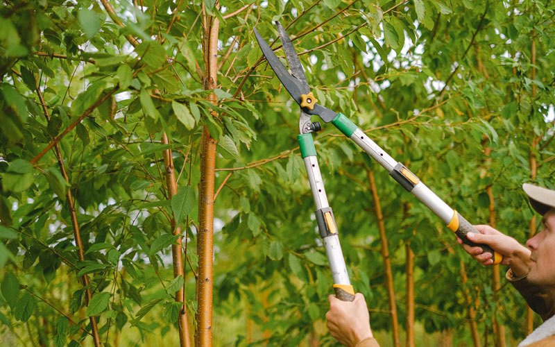 Tree trimming in Coffee Springs, AL